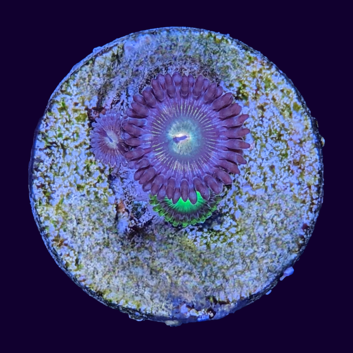 Mix Zoa Frag (UK Grown)