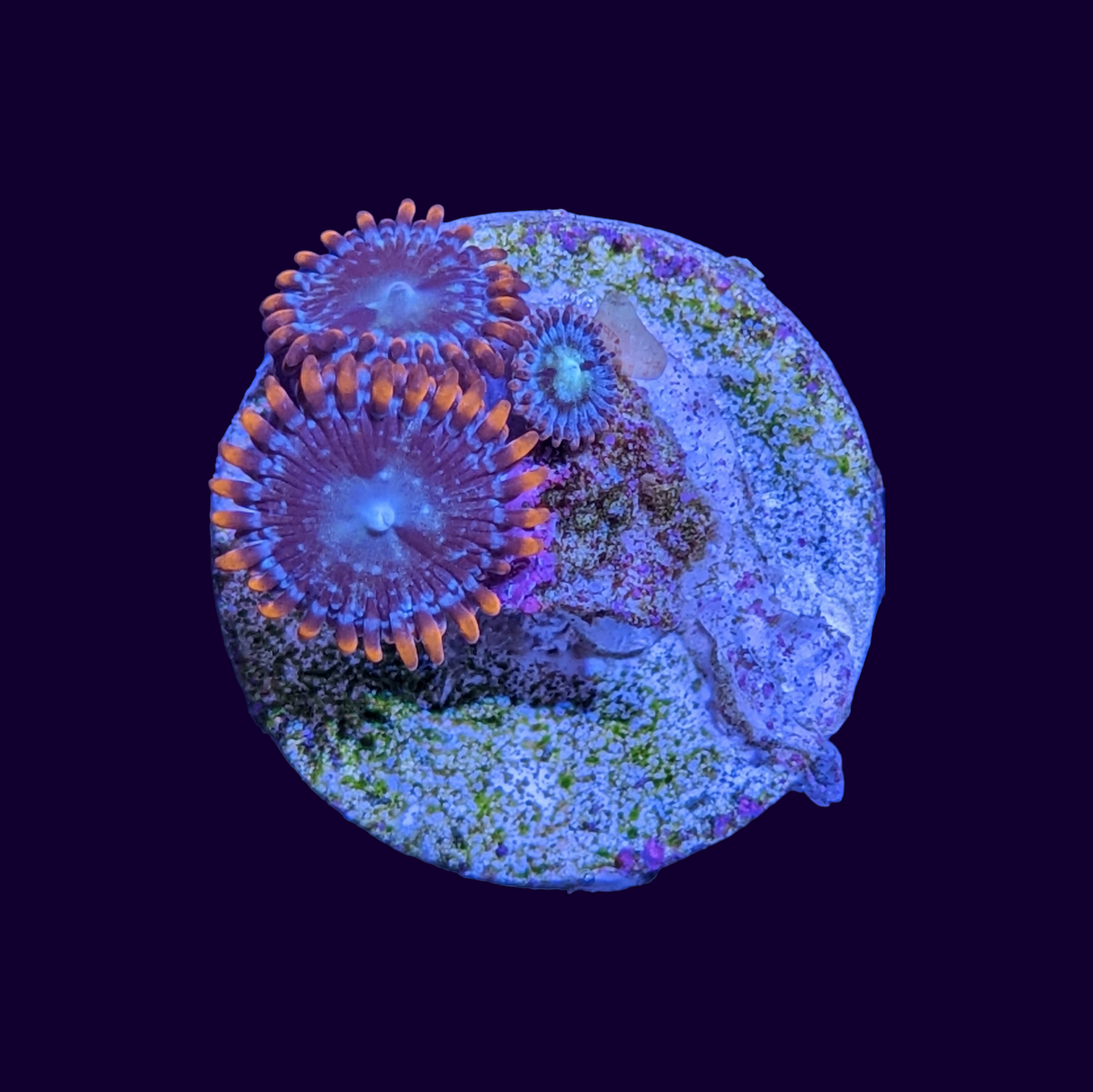 Zoa Frag