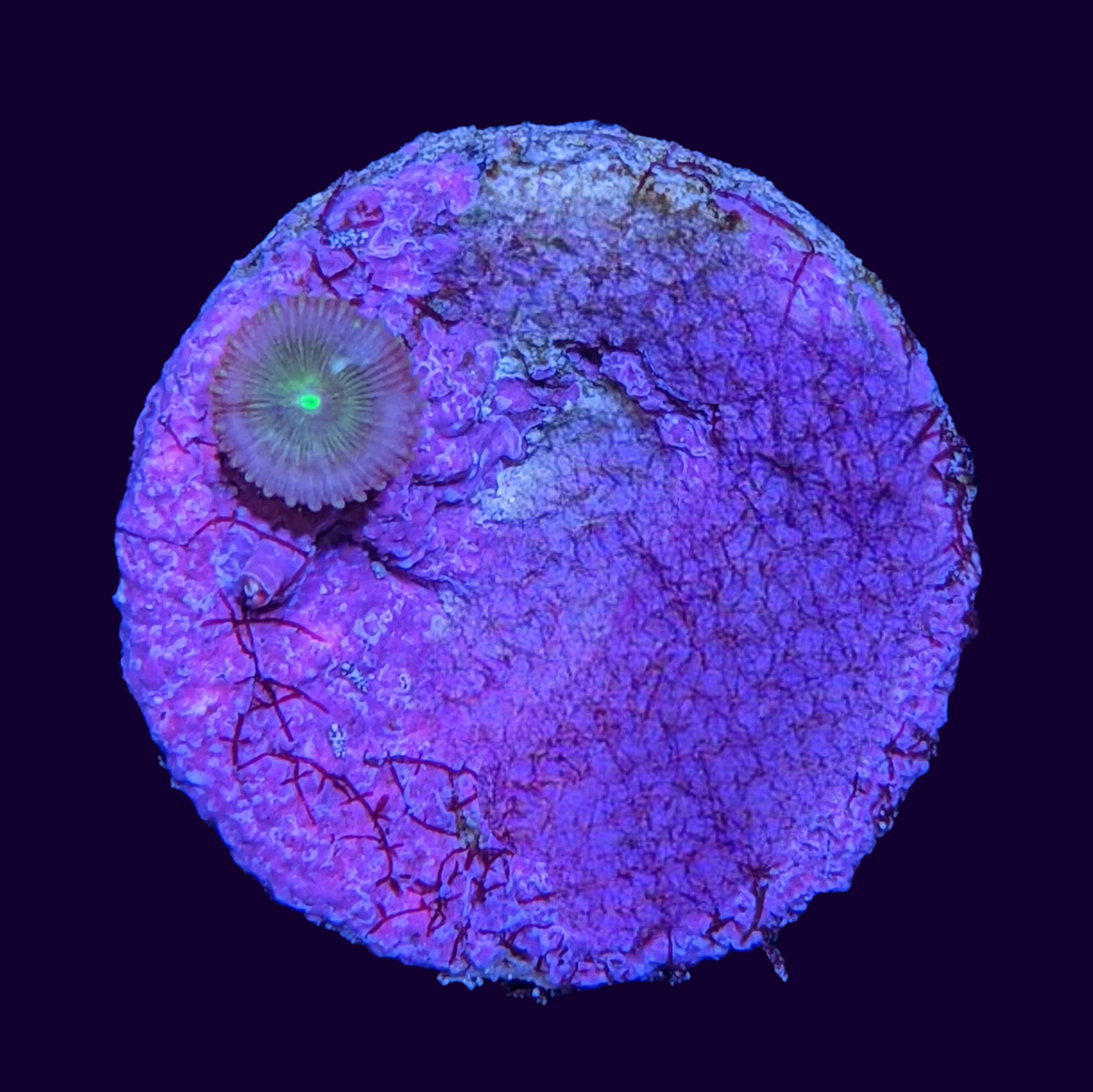 Zoa Frag