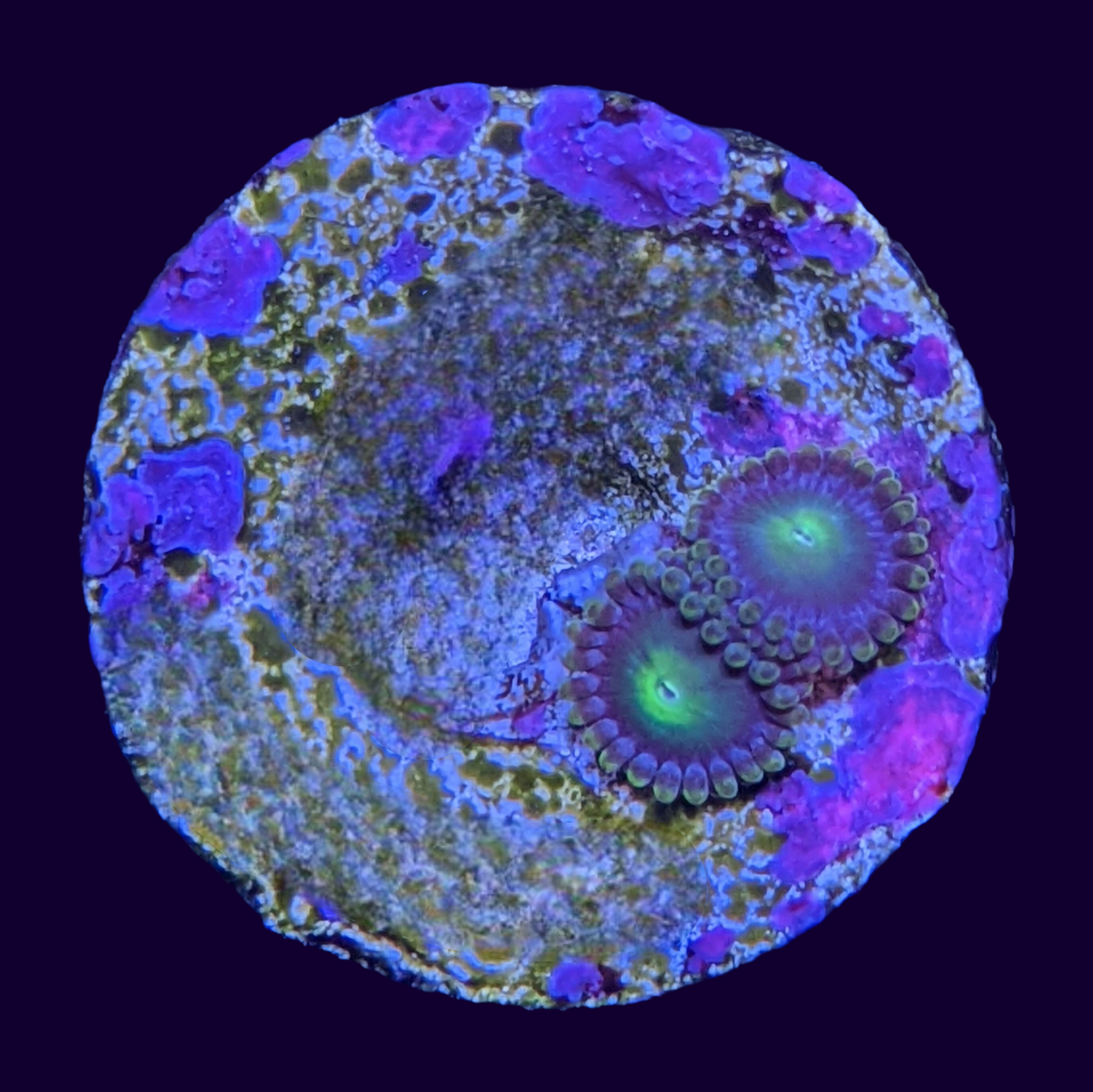 Zoa Frag
