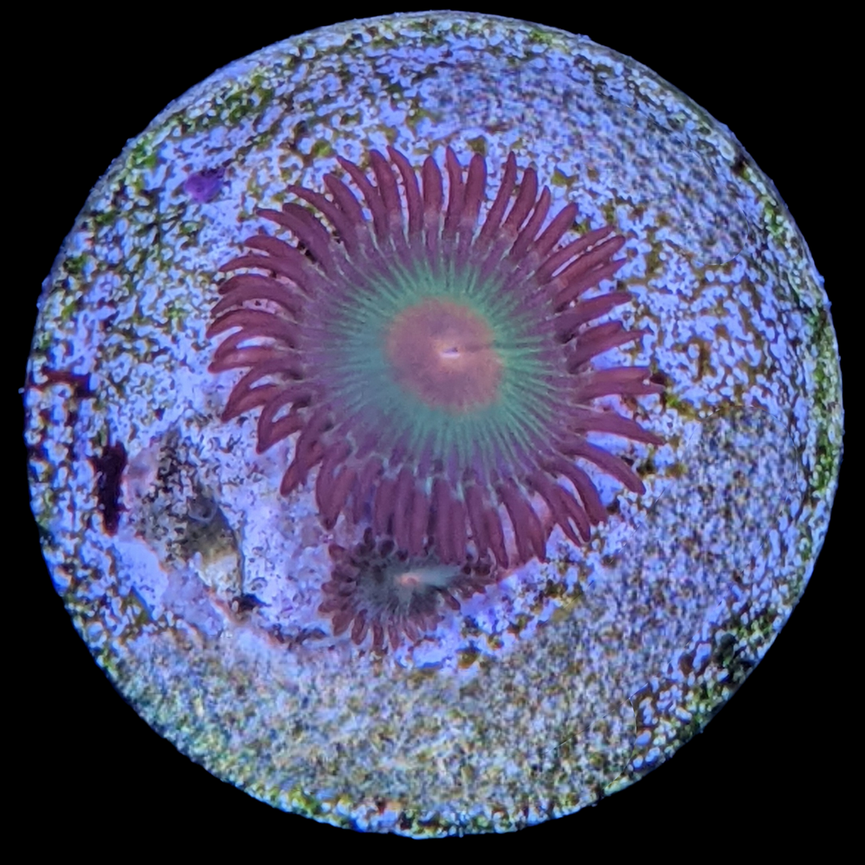 Orange Spot Zoa Frag