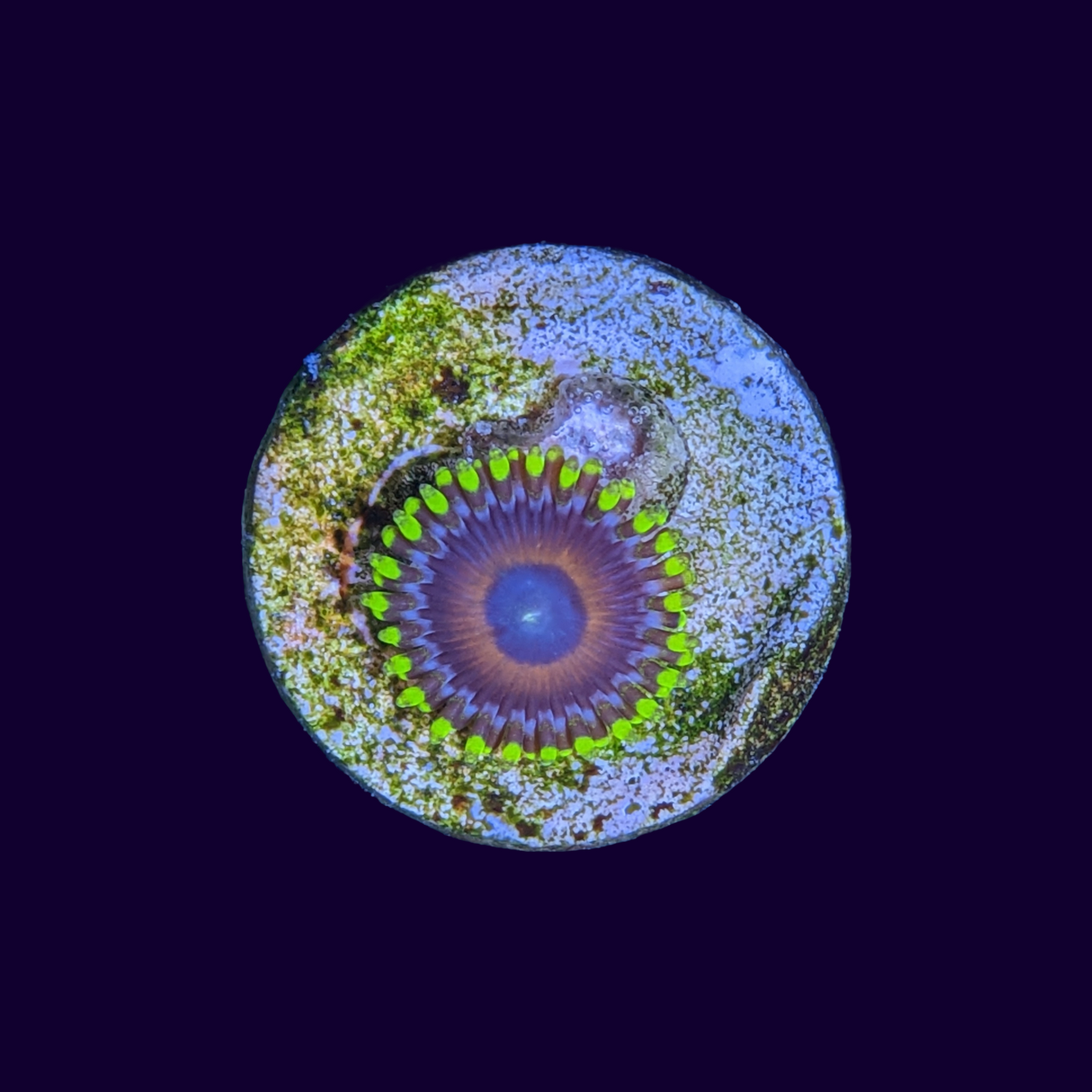 Eagle Eyes Zoas Frag