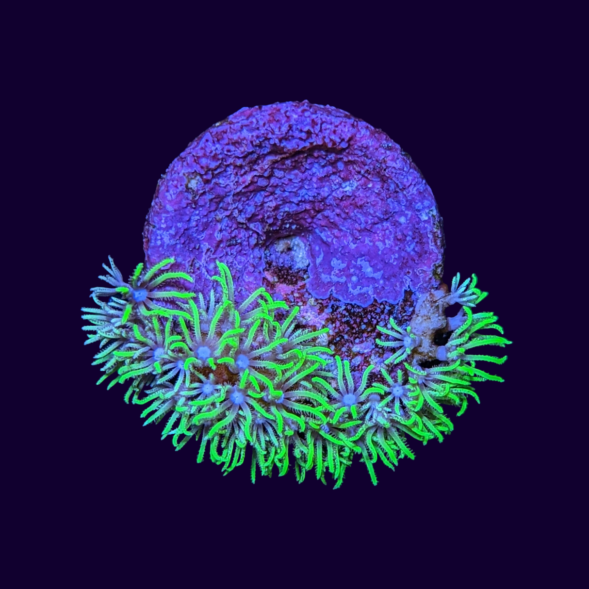 Green Star Polyp Frag