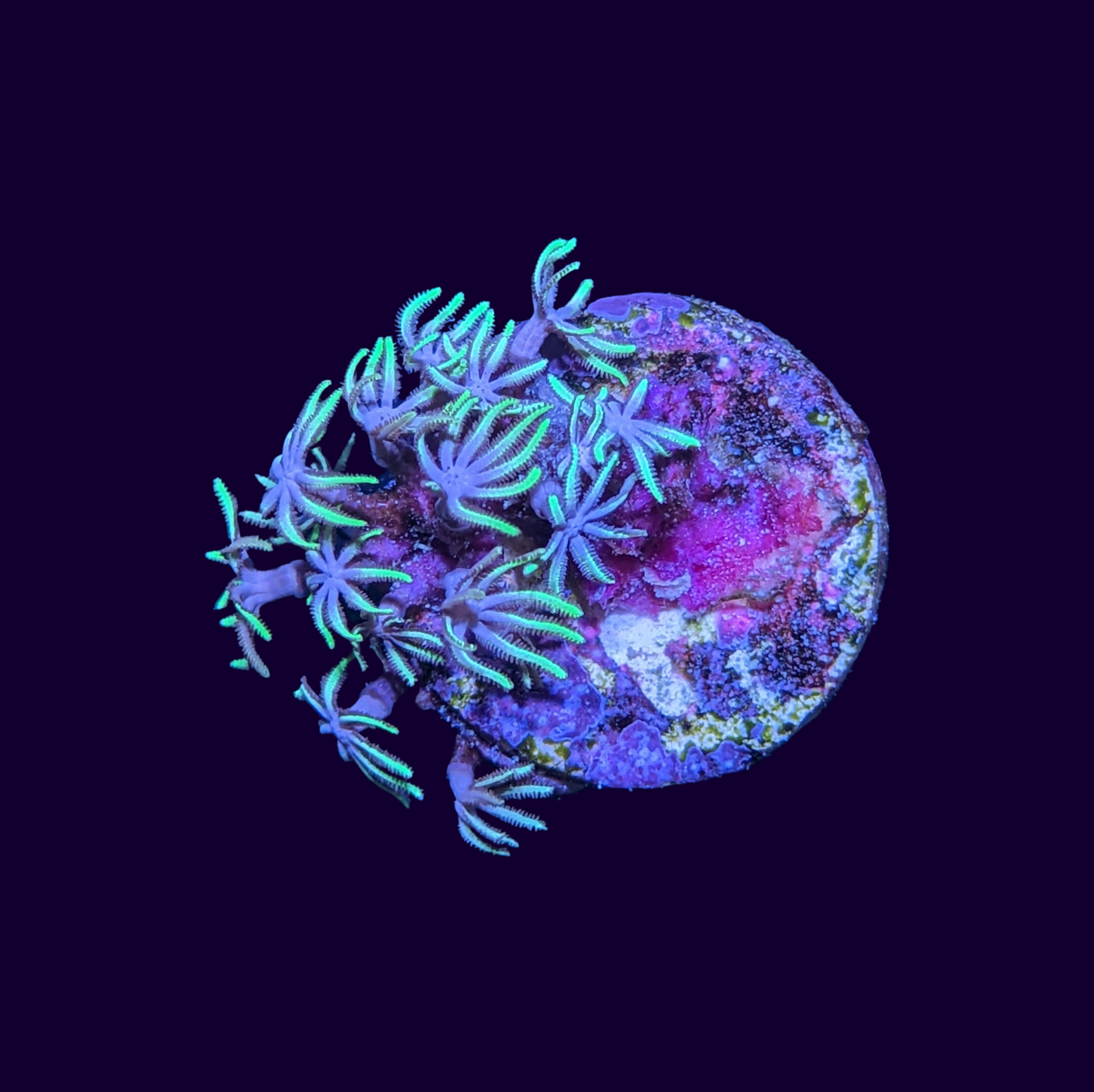 Green Star Polyp Frag