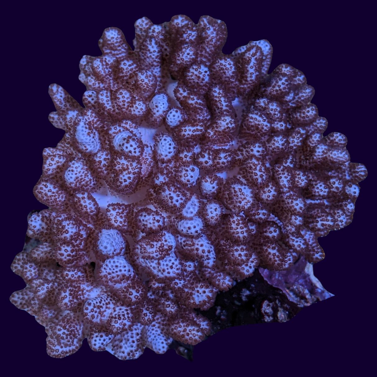 Aquacultured Nephthea Leather Colony