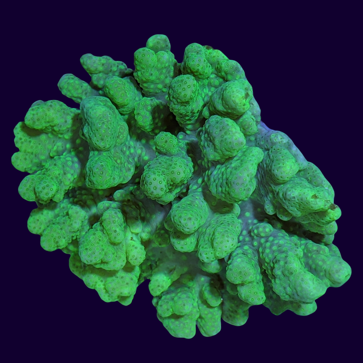 Aquacultured Green Cladiella Leather Colony