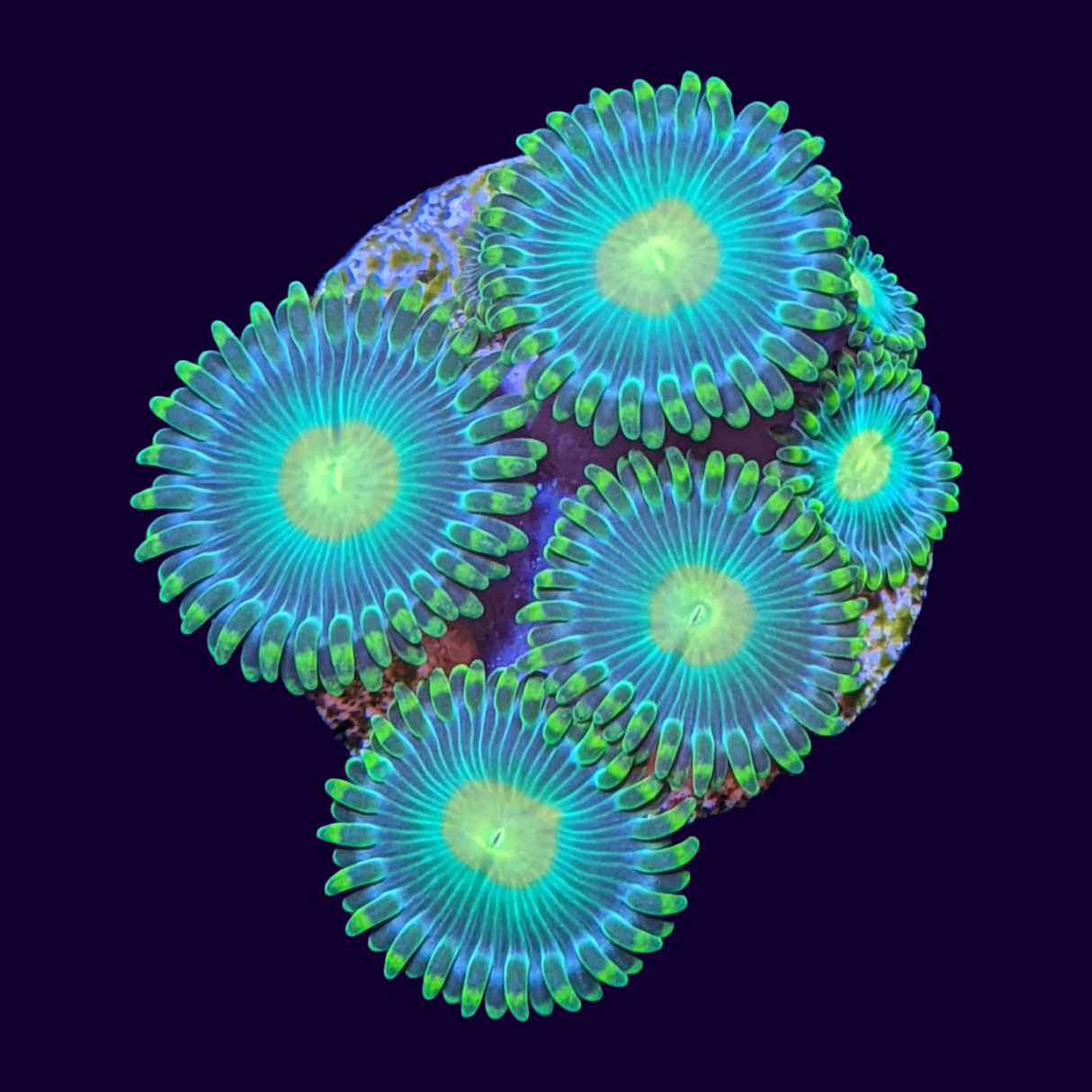 John Deere Zoa Frag