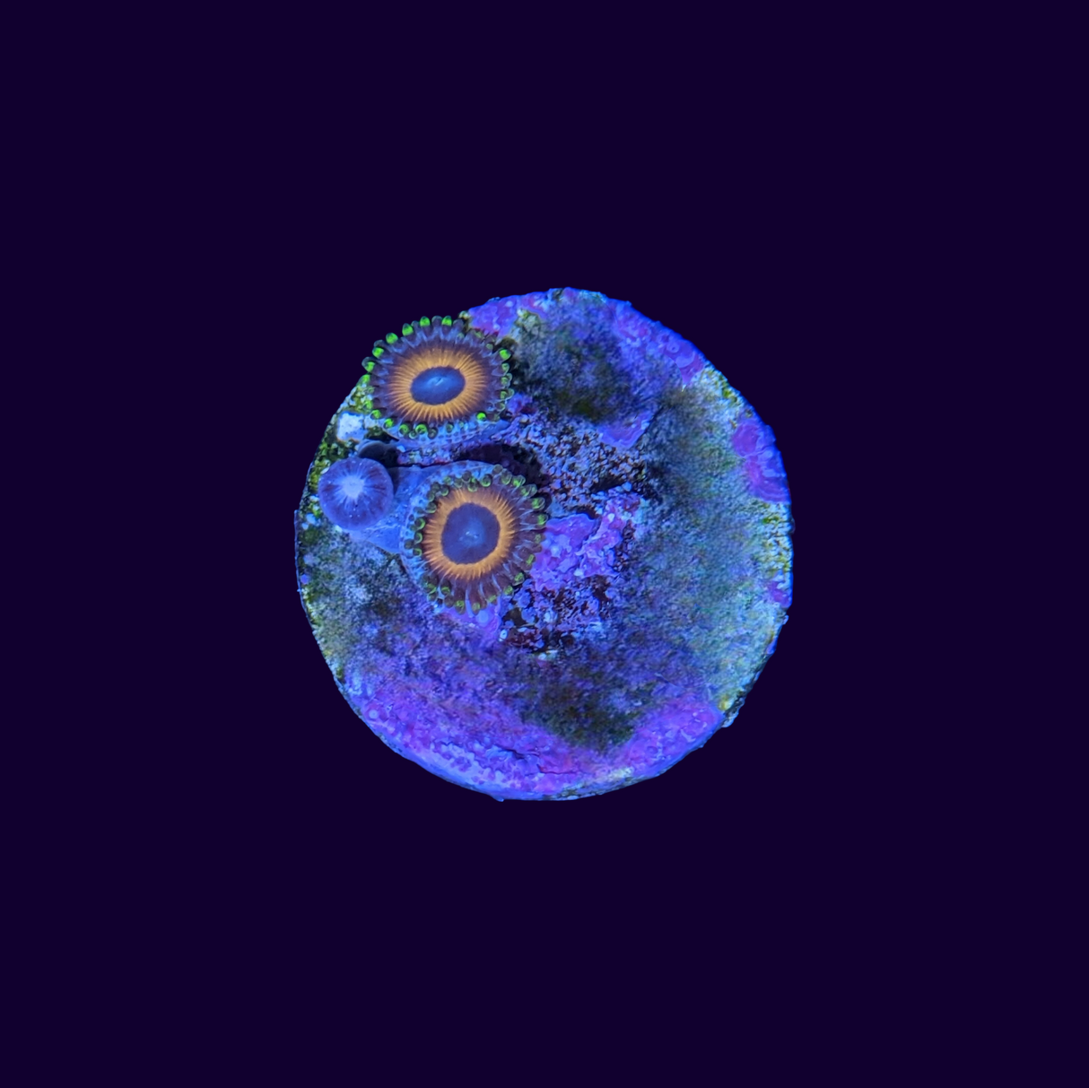 Eagle Eyes Zoa Frag