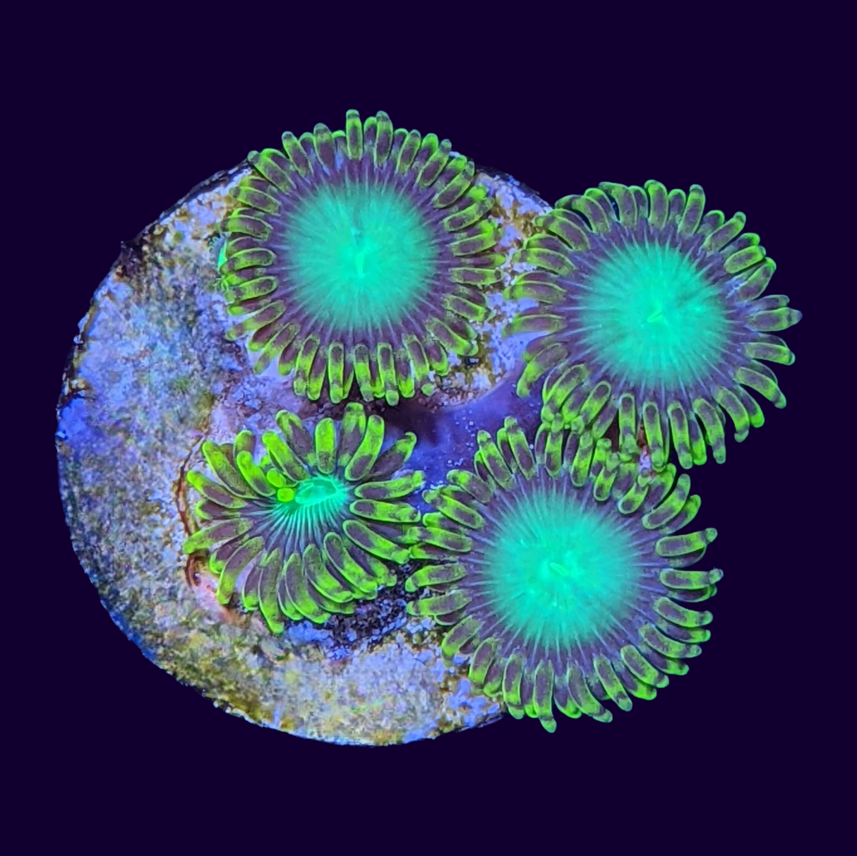 Radioactive Dragons Eyes Zoa Frag