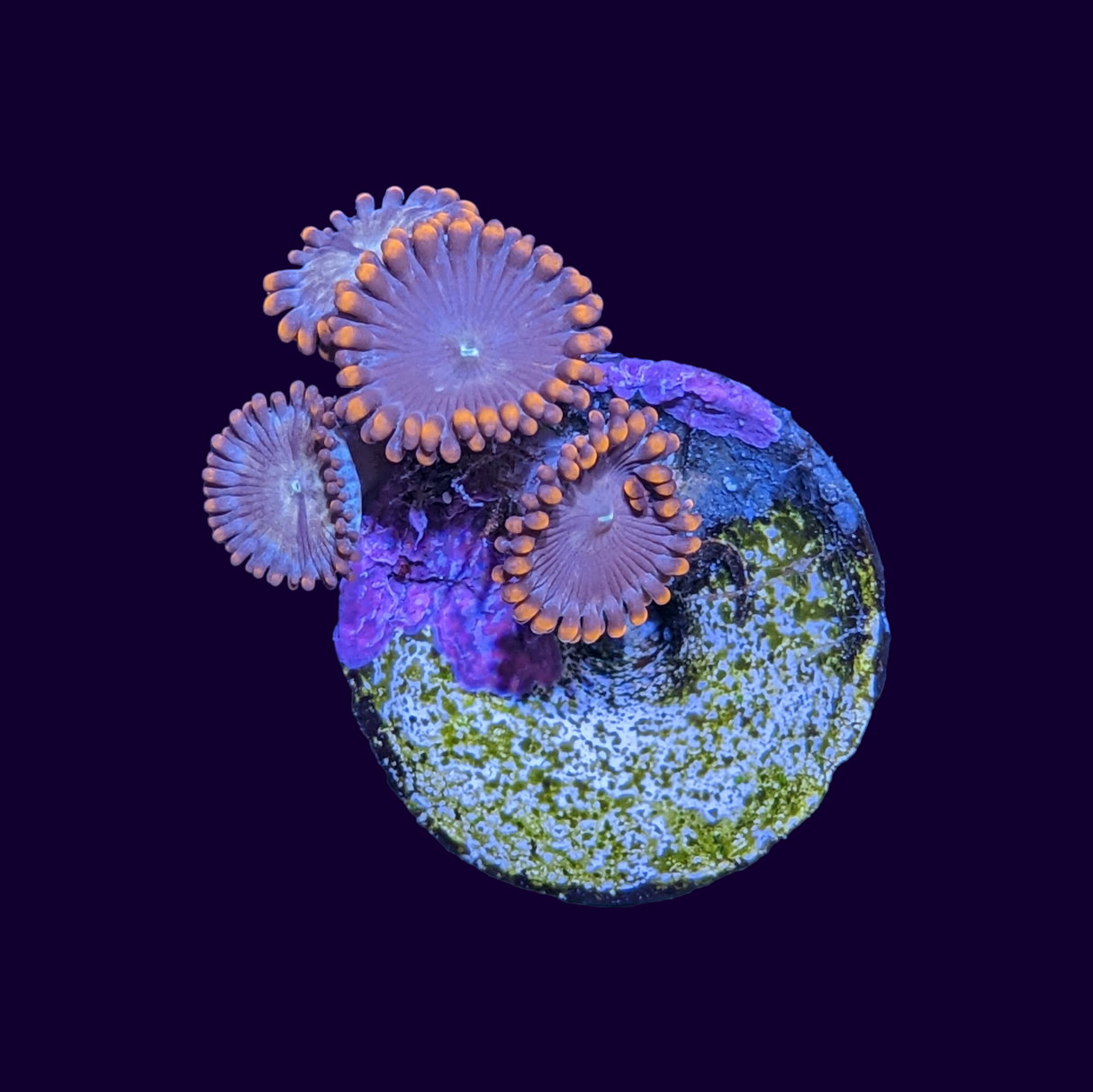 Zoa Frag