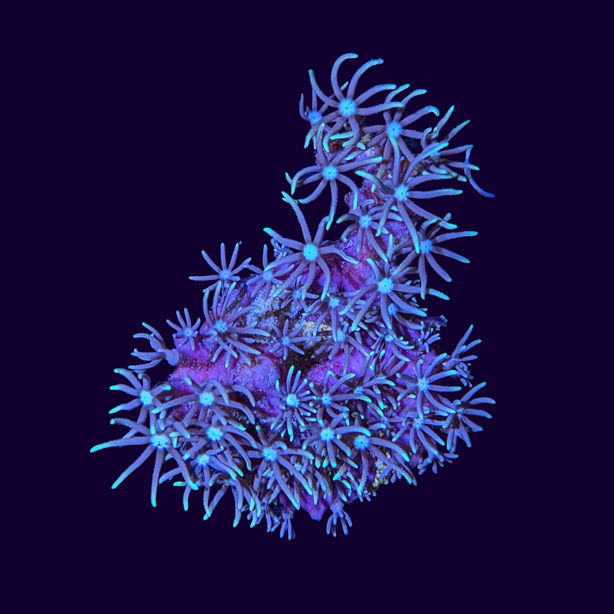 Green Star Polyp Frag