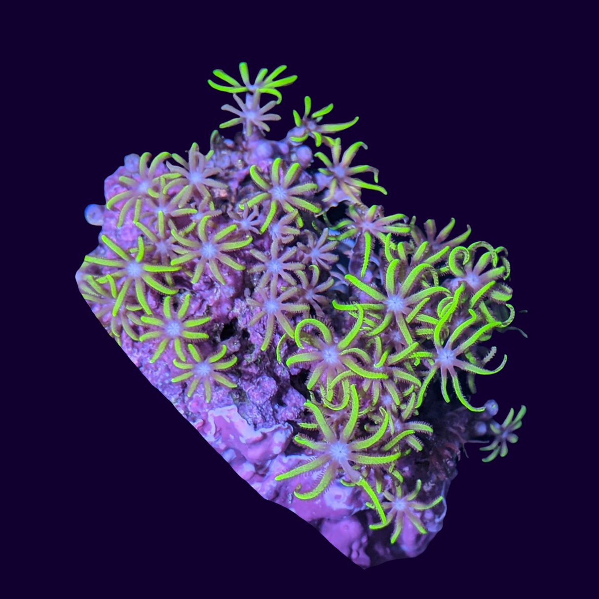 Star Polyps