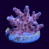 Table Acropora Frag (UK Grown)