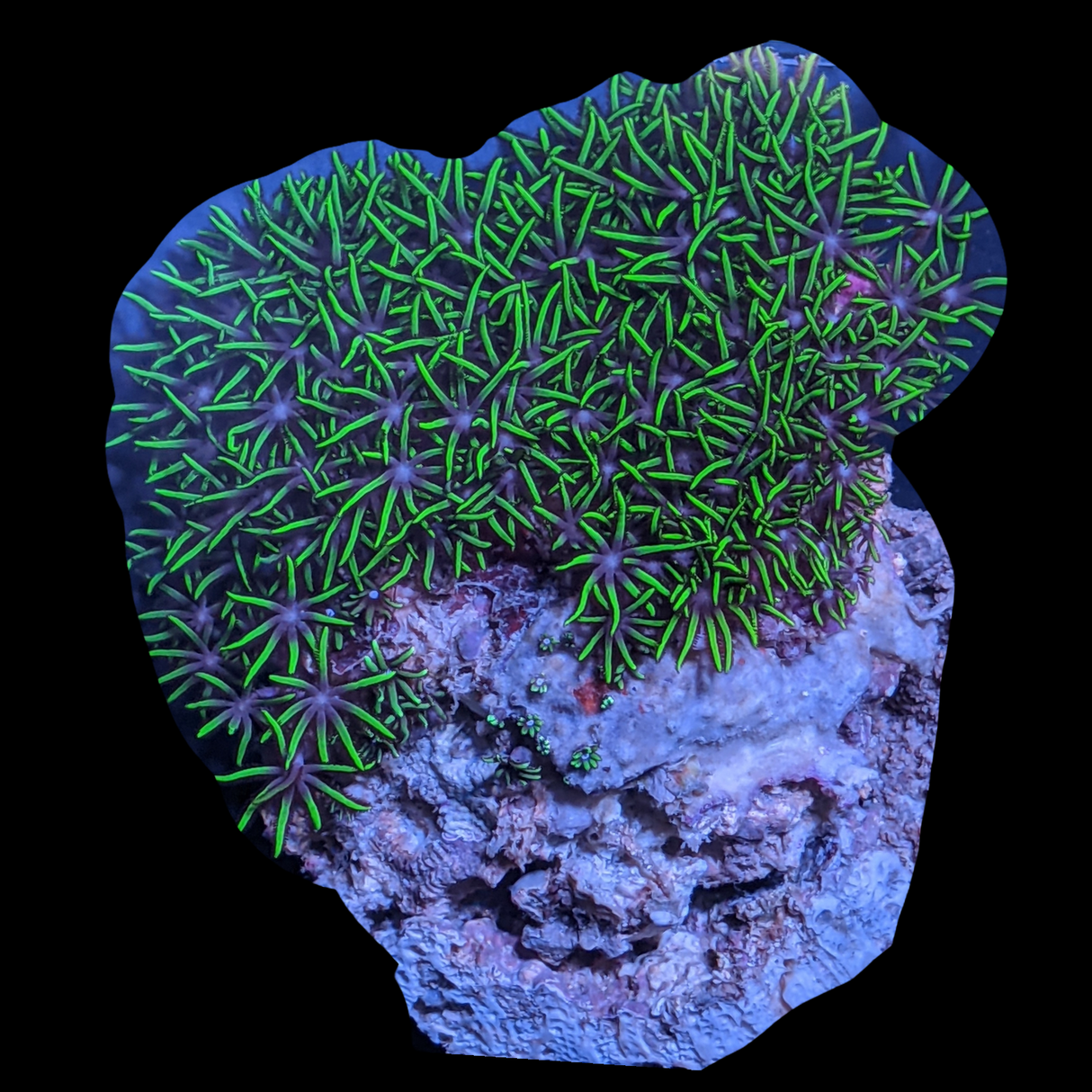 Mini Colony Star Polyps