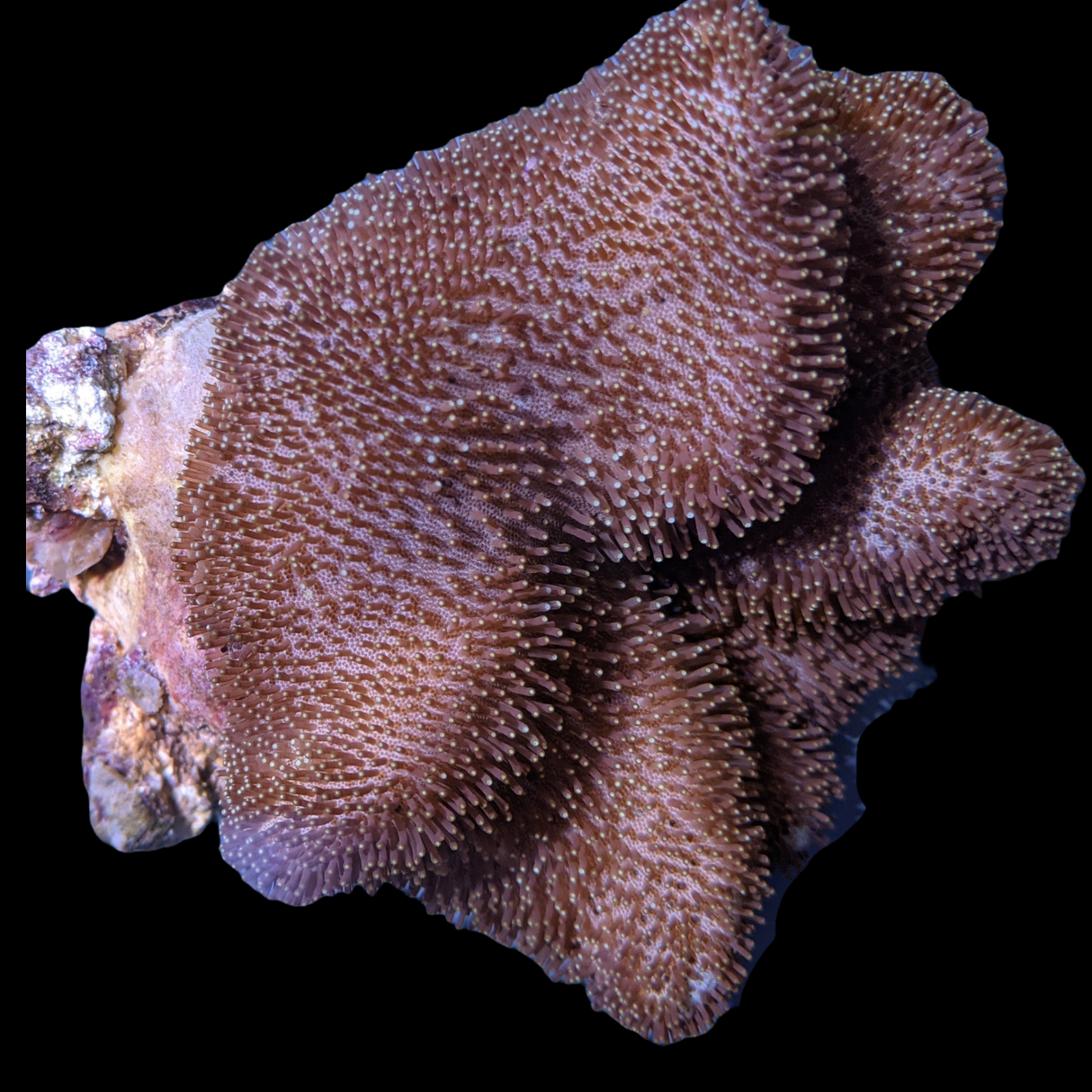 Large Toadstool Leather Colony