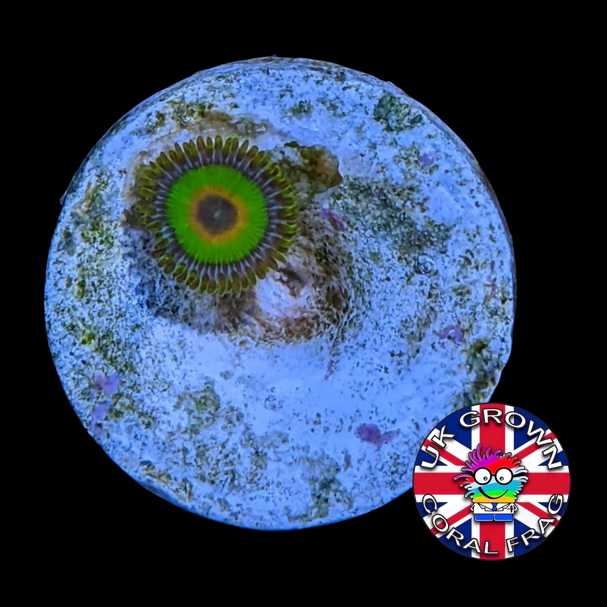 Rasta Zoa Frag (UK Grown)