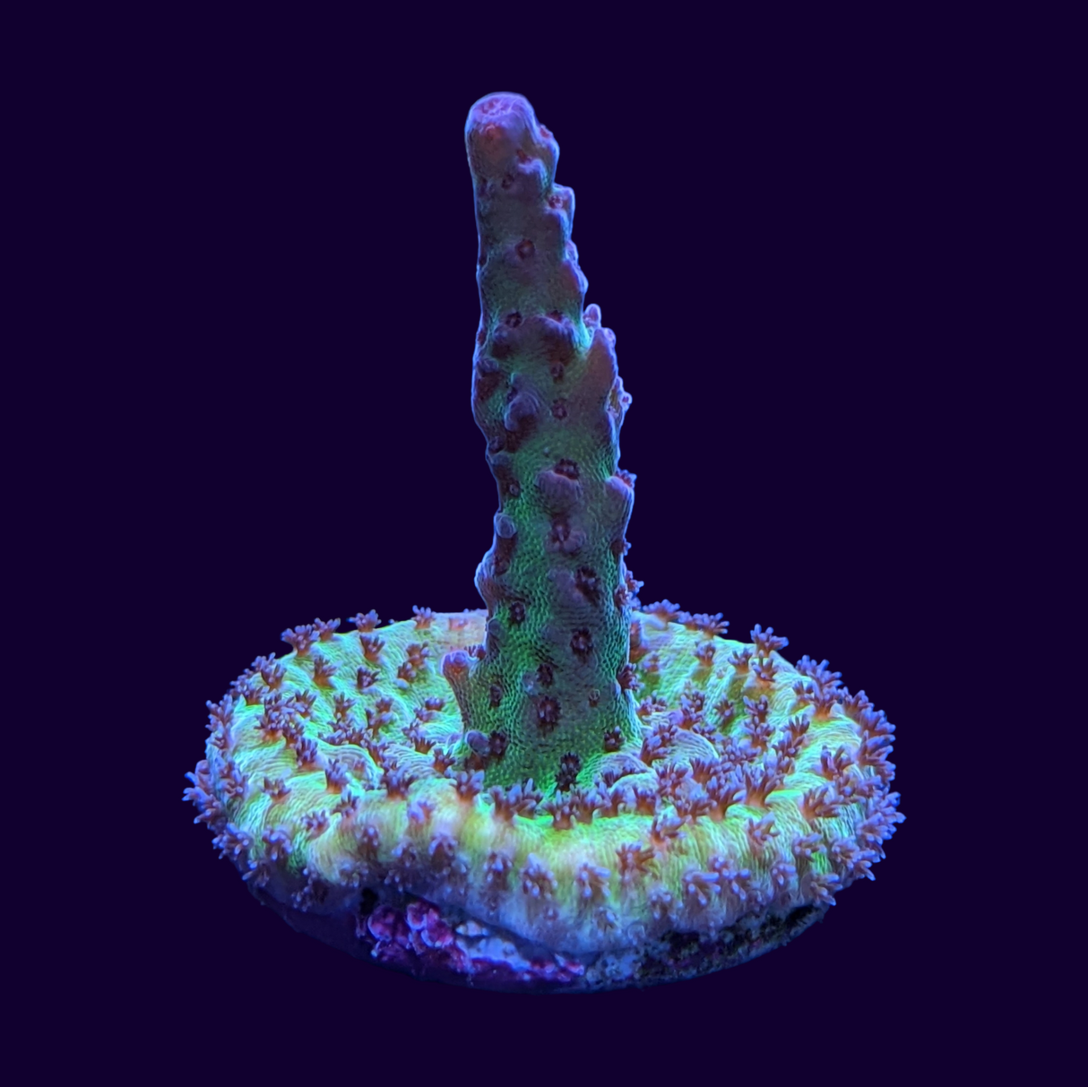 Tri-colour Acropora Frag (UK Grown)