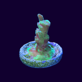 Acropora Frag (UK Grown)