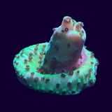 Acropora Frag (UK Grown)