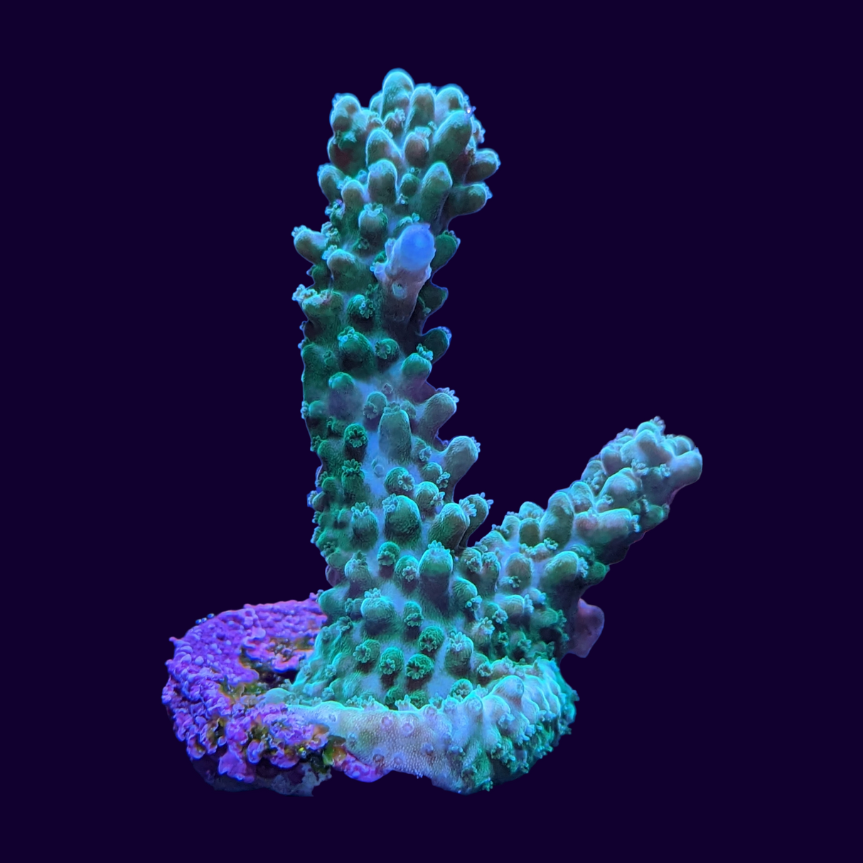 Acropora Frag (UK Grown)