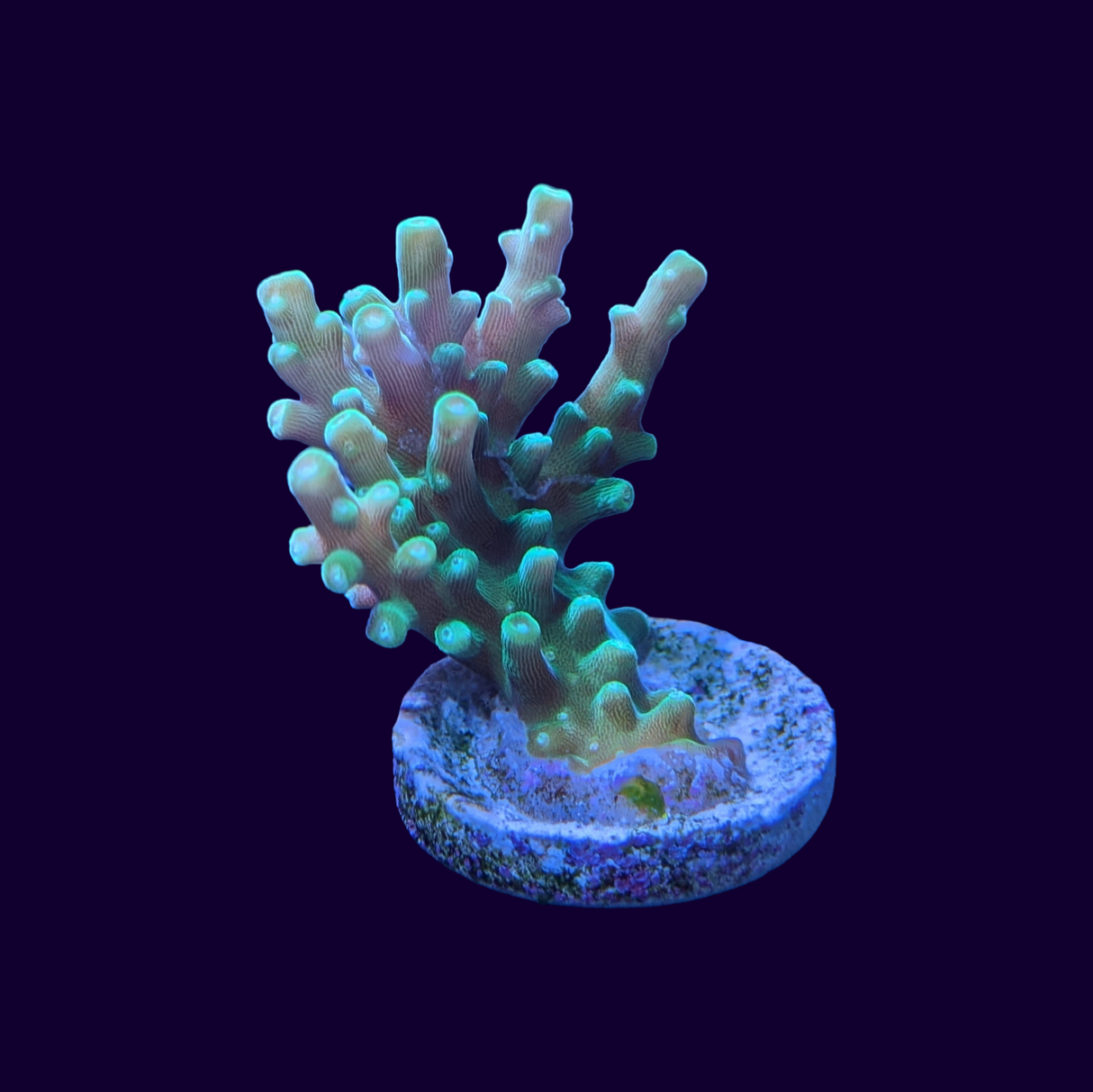 Table Acropora Frag (UK Grown)