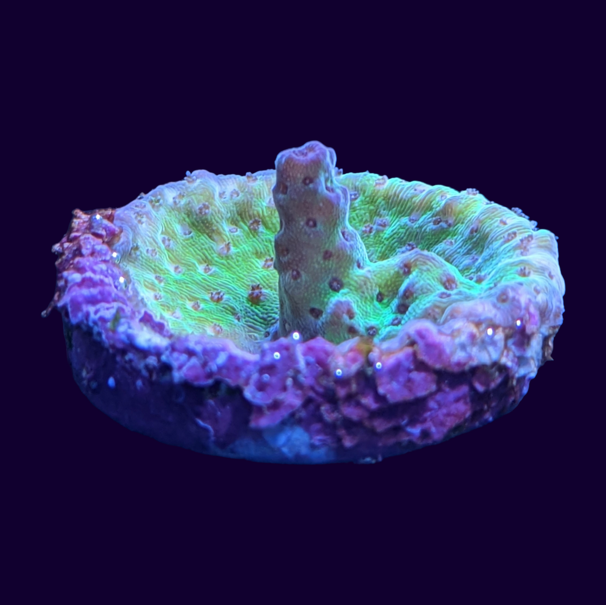 Acropora Frag (UK Grown)