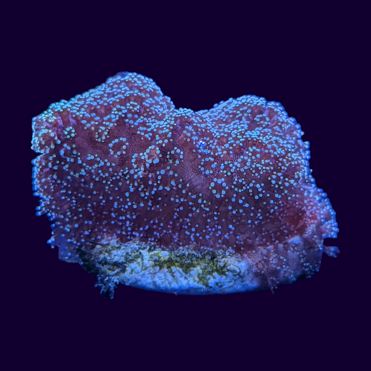 Blue Polyp Stylophora