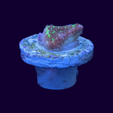 Montipora