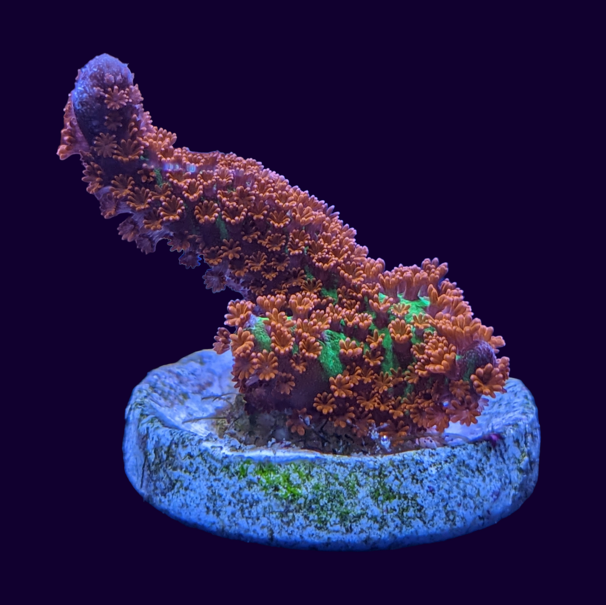 Forrest of Fire Montipora digitata (UK Grown)