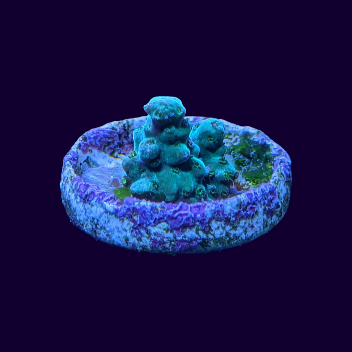 Acropora Frag (UK Grown)