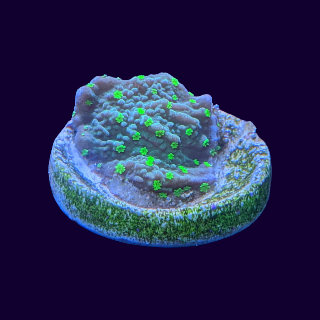 Hirsuta Montipora (UK Grown)