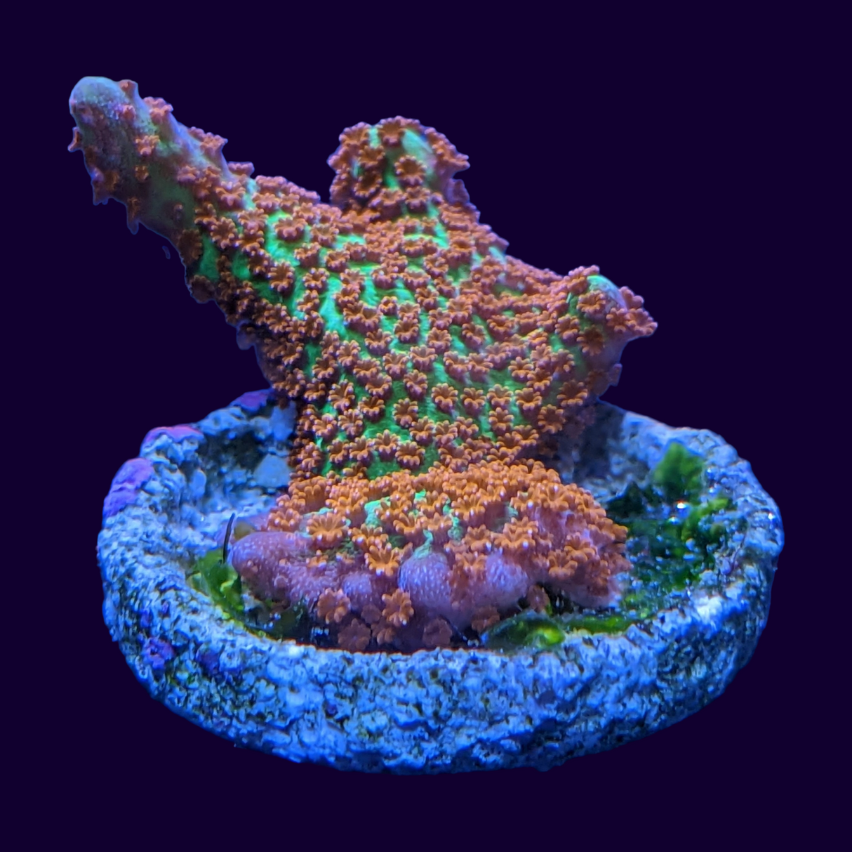 Forest of Fire Montipora digitata (UK Grown)