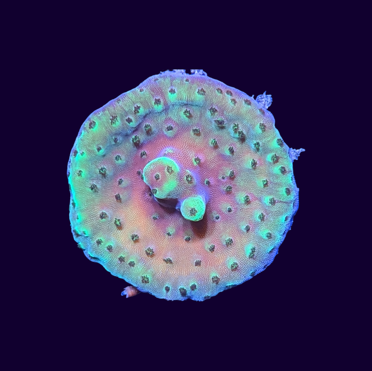 Acropora Frag (UK Grown)