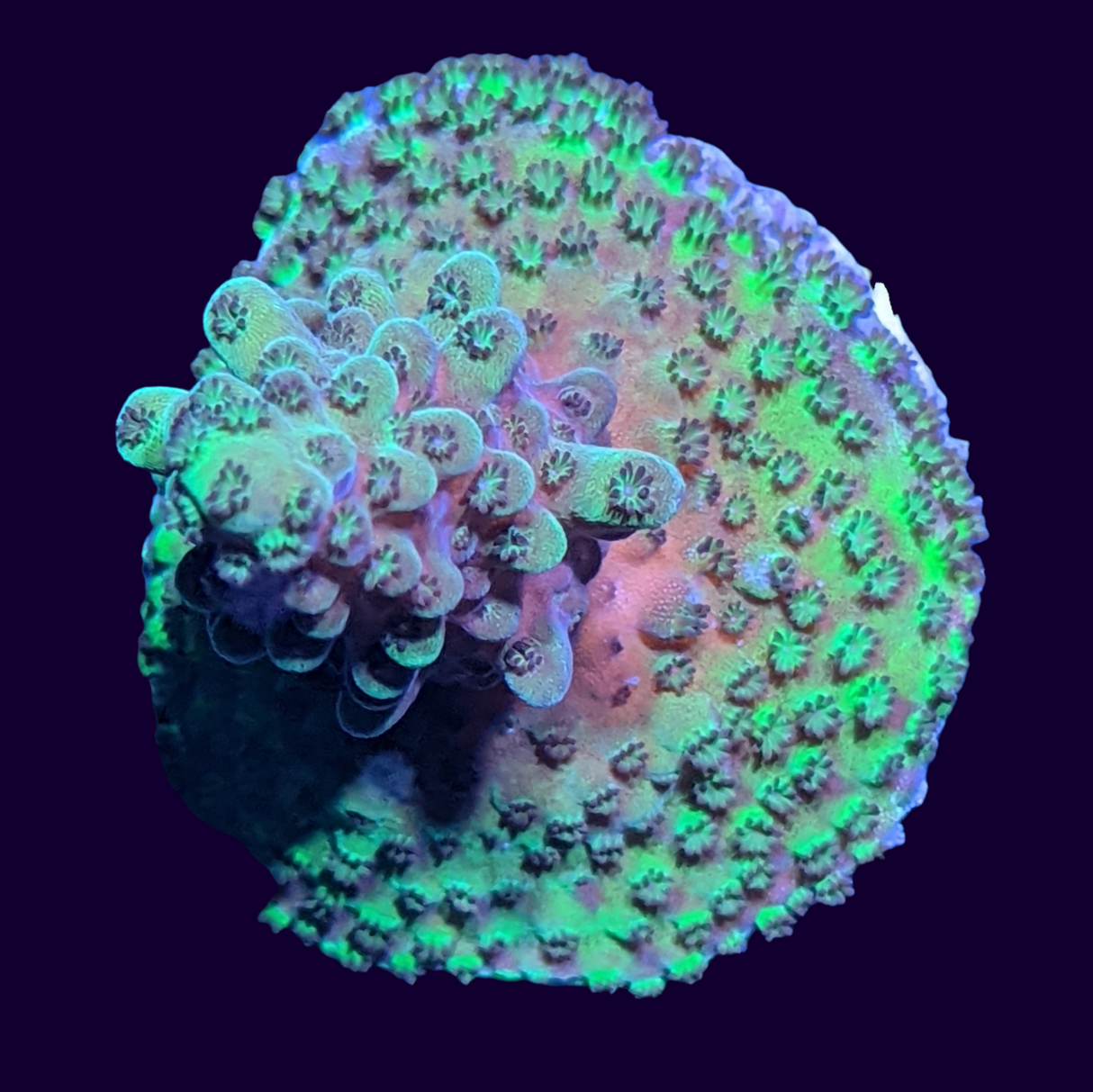 Acropora Frag (UK Grown)