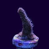 Acropora Frag (UK Grown)