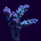 Acropora Frag (UK Grown)