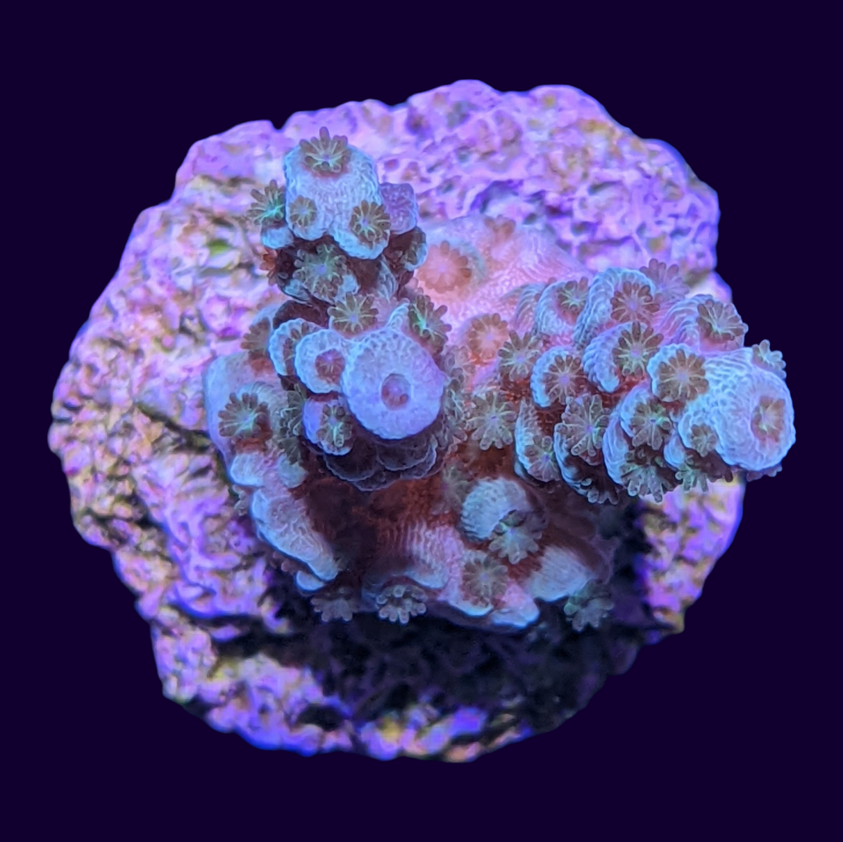 Acropora Frag (UK Grown)