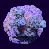 Acropora Frag (UK Grown)