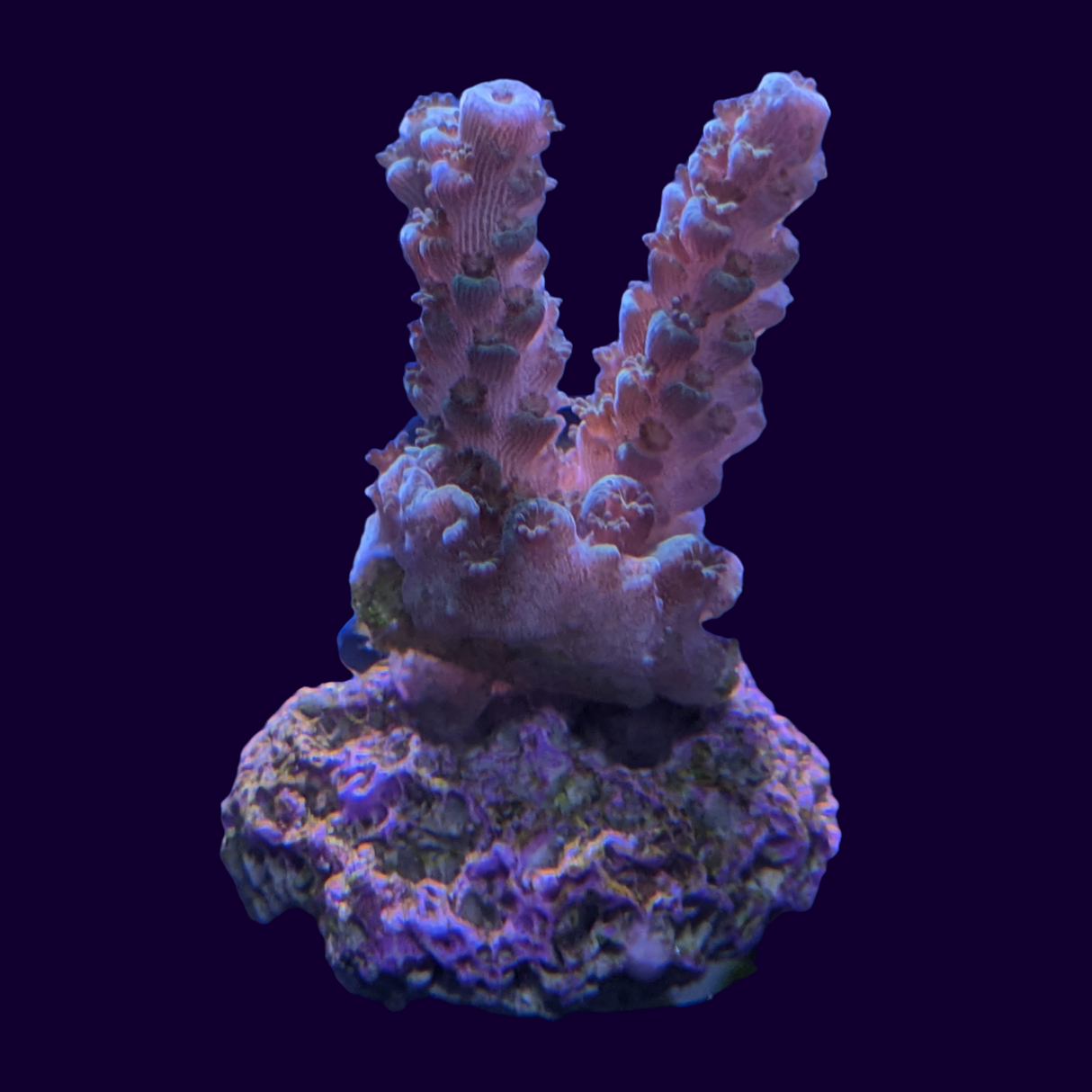 Acropora Frag (UK Grown)