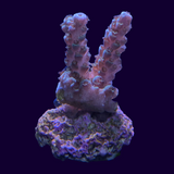 Acropora Frag (UK Grown)
