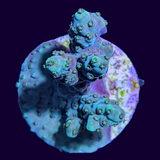 Acropora Frag (UK Grown)