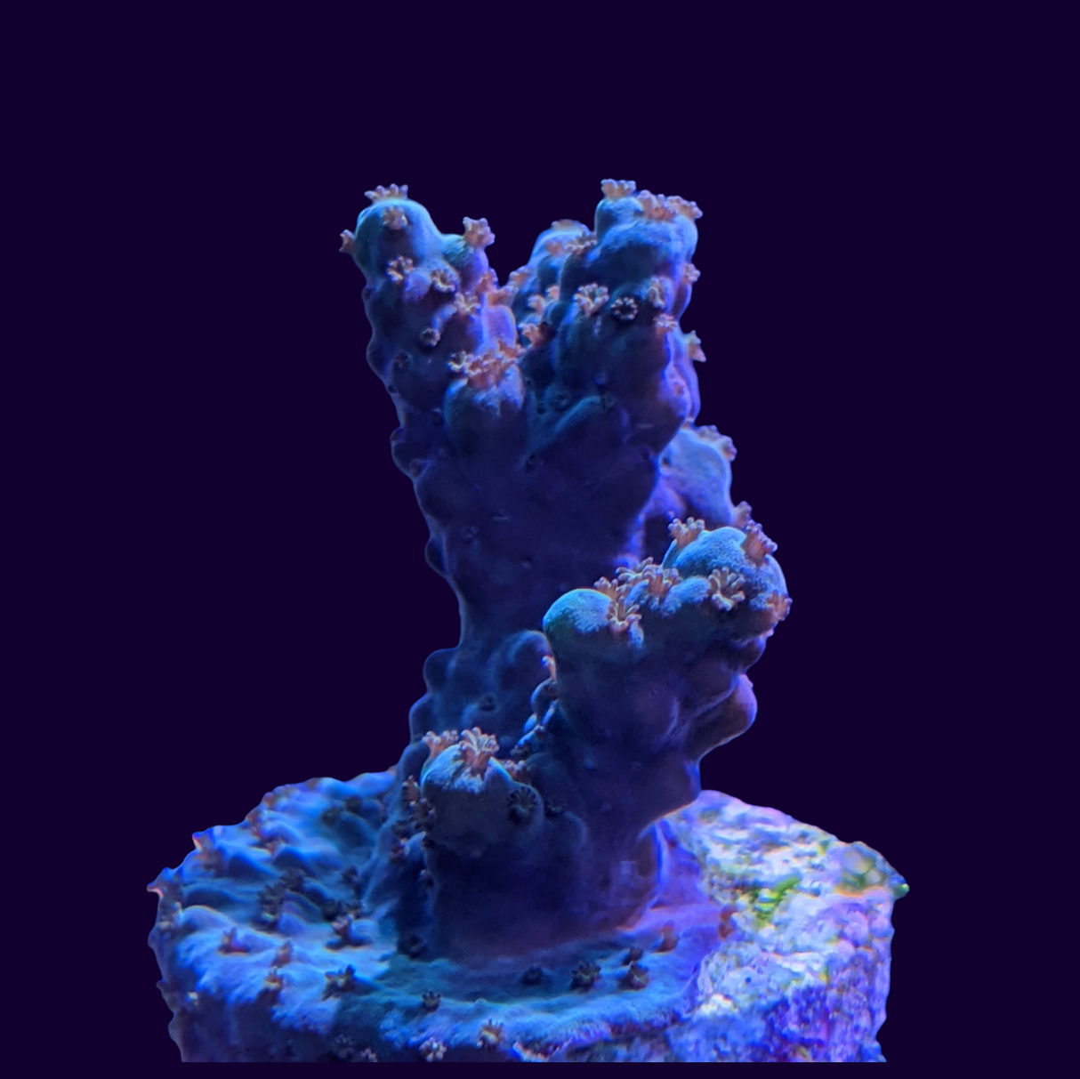 Acropora Frag (UK Grown)