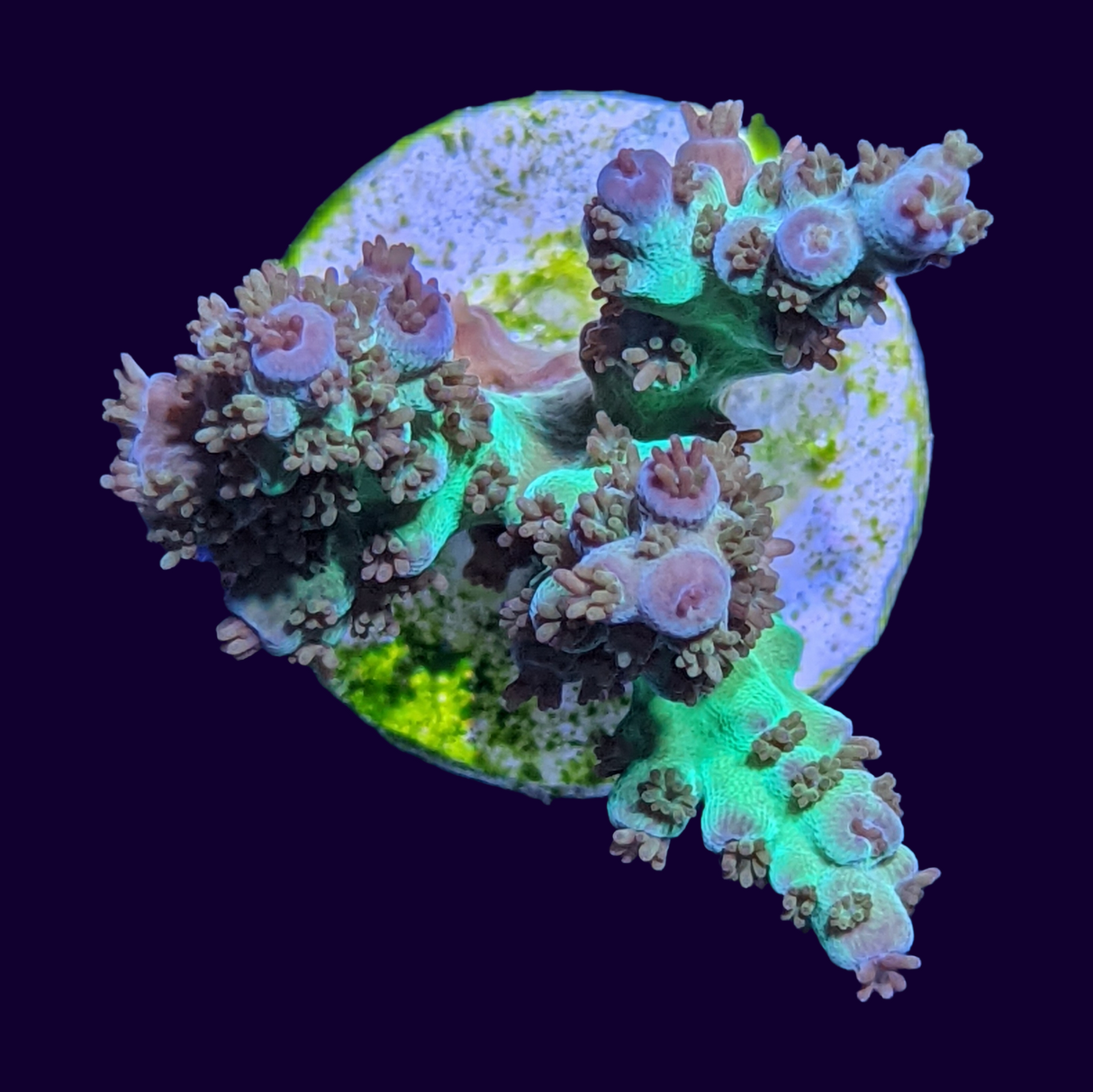 Acropora Frag (UK Grown)