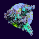 Acropora Frag (UK Grown)