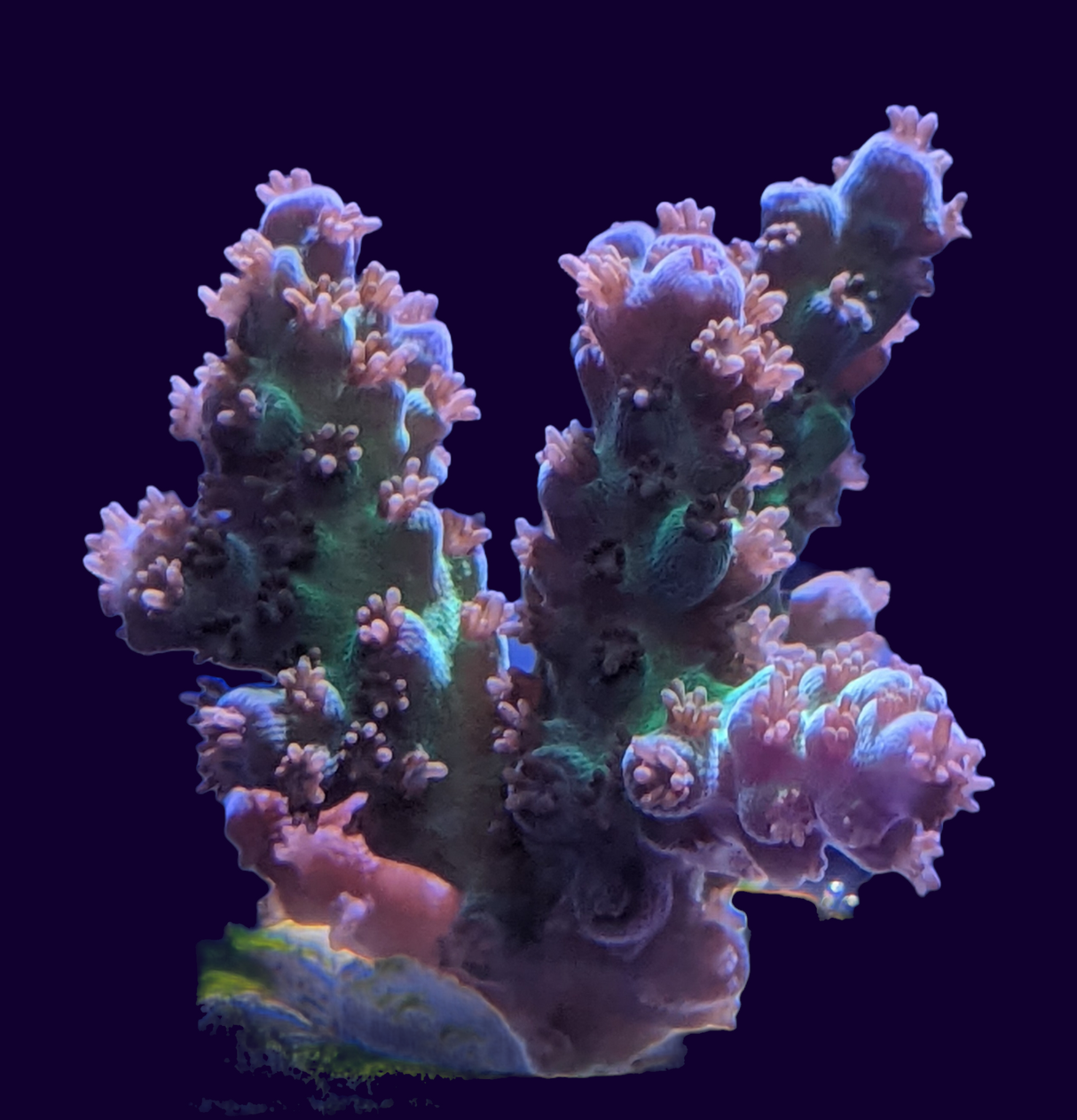 Acropora Frag (UK Grown)