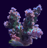 Acropora Frag (UK Grown)