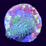 Acropora Frag (UK Grown)