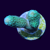 Green Montipora digitata (UK Grown)