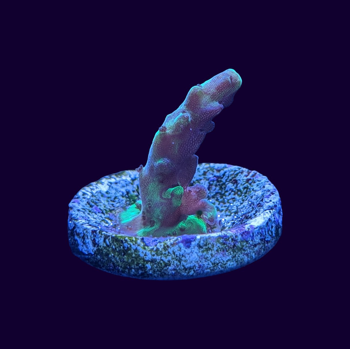 Acropora Frag (UK Grown)