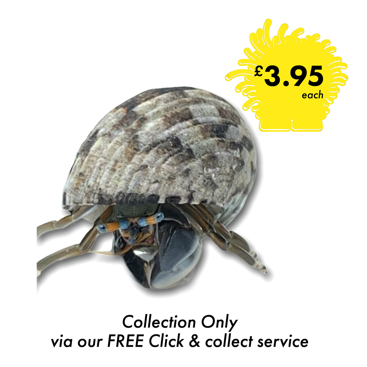 Blue Eye Hermit Crab (Collection Only)